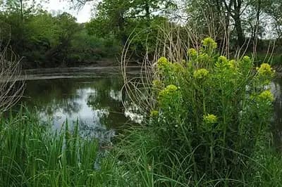 Marsh Spurge Plant