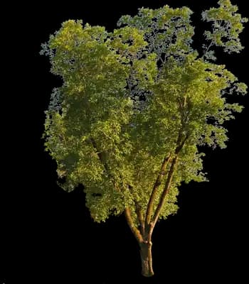 Pecan Tree