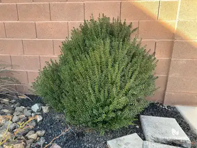 Dwarf Myrtle