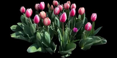 Tulip 'Russian Princess'