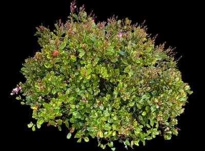 Pinkie Indian Hawthorn Shrub