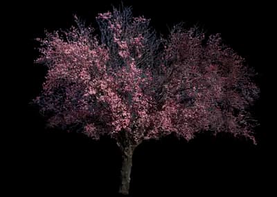 Royal Burgundy Flowering Cherry