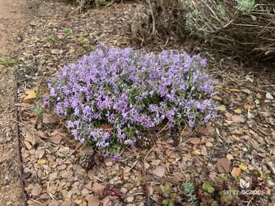 Creeping Phlox (Phlox subulata)