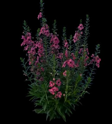 Angelface Perfectly Pink Summer Snapdragon