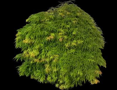 'Sekimori' Weeping Japanese Maple