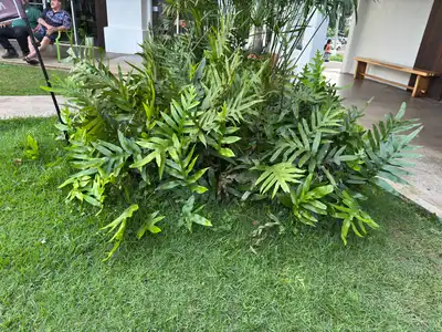 Wart Fern