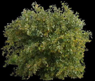 Currant Bush (Ribes)