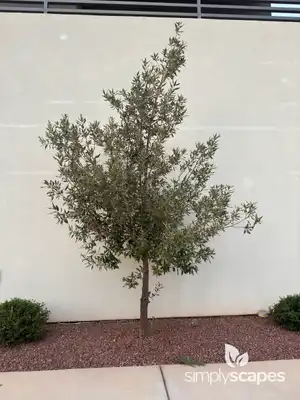 Laurel Tree (Laurus)