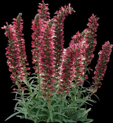 Bugloss