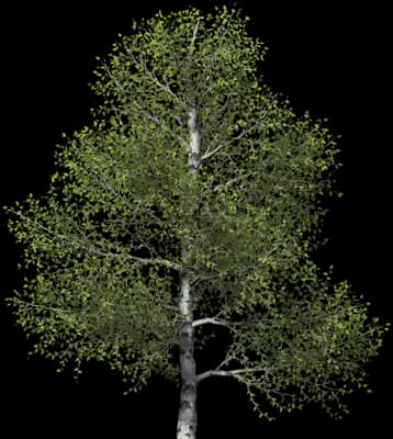 Paper Birch