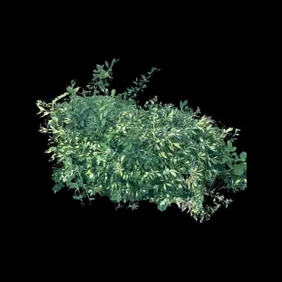 Moonshadow Wintercreeper Euonymus