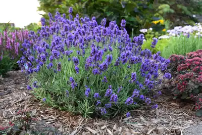 Sweet Romance® Lavender
