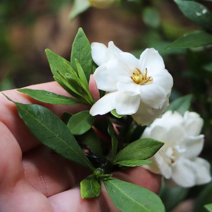 gardenia-jasminoides-radicans