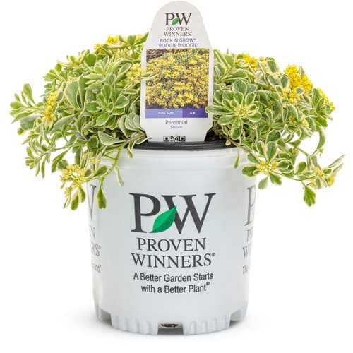 sedum-hybrid-boogie-woogie