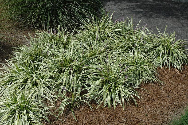 liriope-muscari-variegata