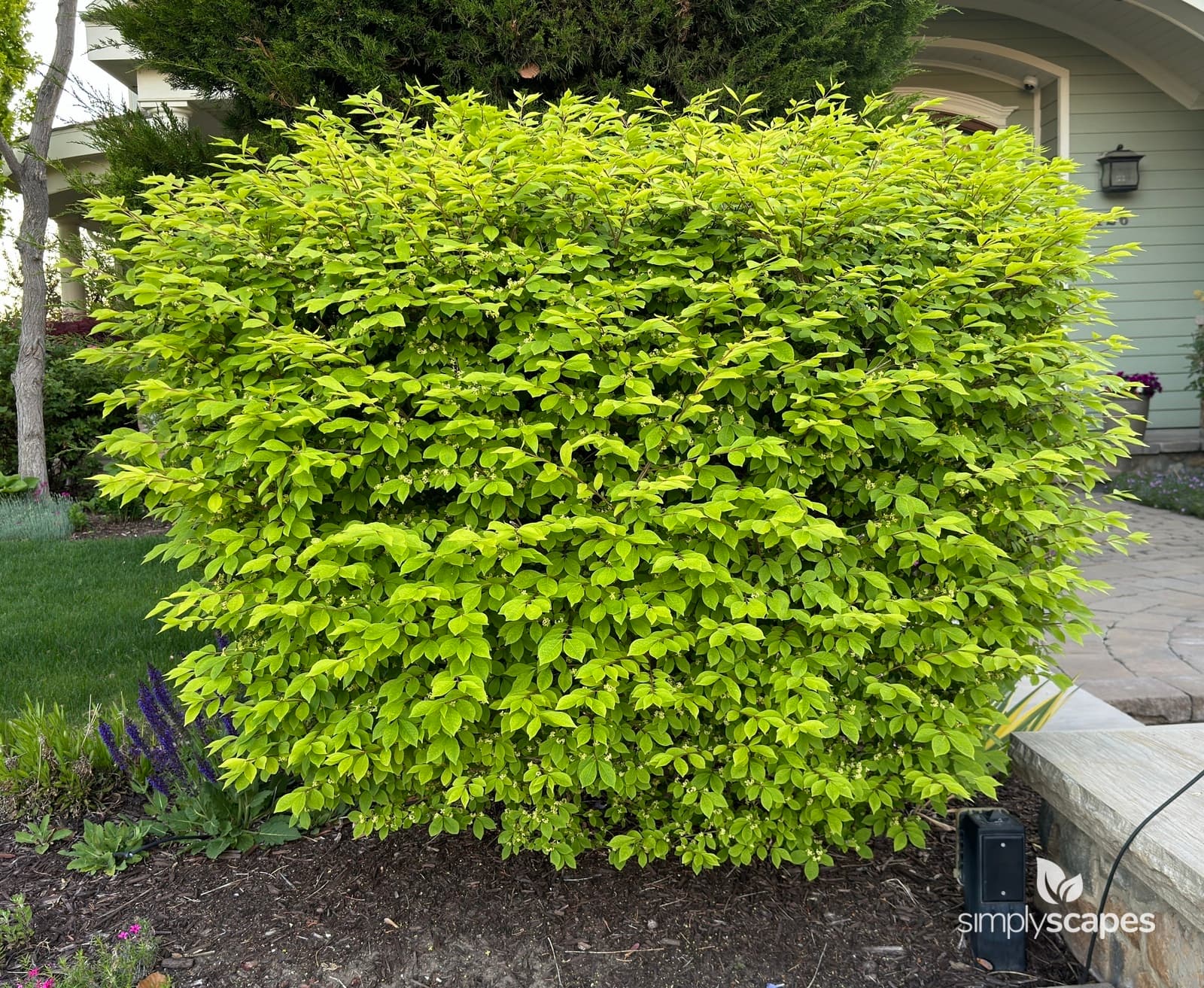 _Euonymus alatus - SS - 19 - May