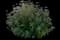 Japanese Spiraea — design image 12