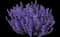 Catnip — design image 4