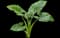 Emerald Isle Elephant Ear — design image 1
