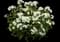 'Opening Act White' Phlox — design image 1