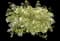 Abelia Miss Lemon™ — design image 2