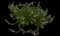 Fan Flower (Scaevola) — design image 11