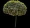 Sky Flower — design image 2