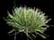 Society Garlic Plant — design image 8
