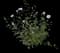 Rose of Sharon — design image 15