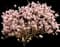 Saucer Magnolia Tree — design image 4