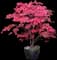 Bloodgood Japanese Maple Tree — design image 5