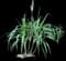 Sugar Cane — design image 1