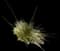 Goldenhange Tufted Hairgrass — design image 2