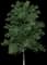 Shagbark Hickory — design image 1