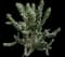 Tree cholla — design image 1