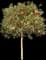 Holly Shrubs — design image 5