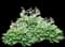 Aureomarginata Hosta — design image 2