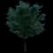 Japanese Zelkova Trees — design image 8