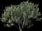 Fig Tree — design image 4