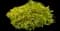 Chamaecyparis Paul's Gold® — design image 1