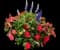 Impatiens Plants — design image 1