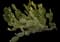 Bunny Ears Cactus — design image 10