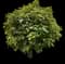 Northern Catalpa — design image 3