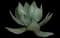Agave celsii — design image 3