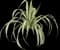 Ice Dance Sedge Plant — design image 1