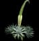 Fox Tail Agave — design image 19