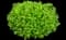 Japanese Spiraea — design image 13