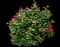 RADtko Double Knock Out® Rose — design image 4