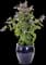 Stand by Me Lavender Bush Clematis — design image 2