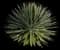 Thread-leaf Agave — design image 4